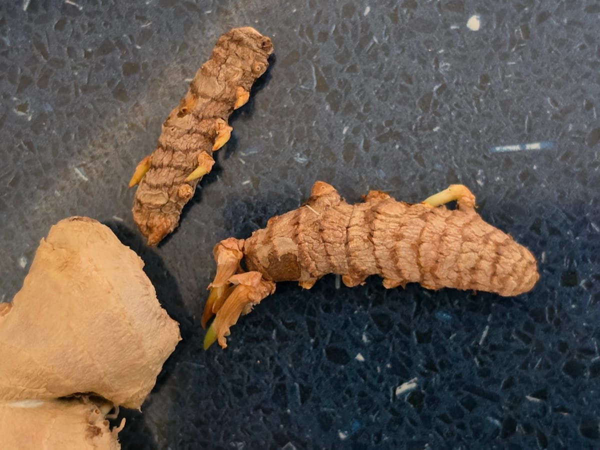Doigts de curcuma orange, dont l’un porte un jeune bourgeon vert à son extrémité