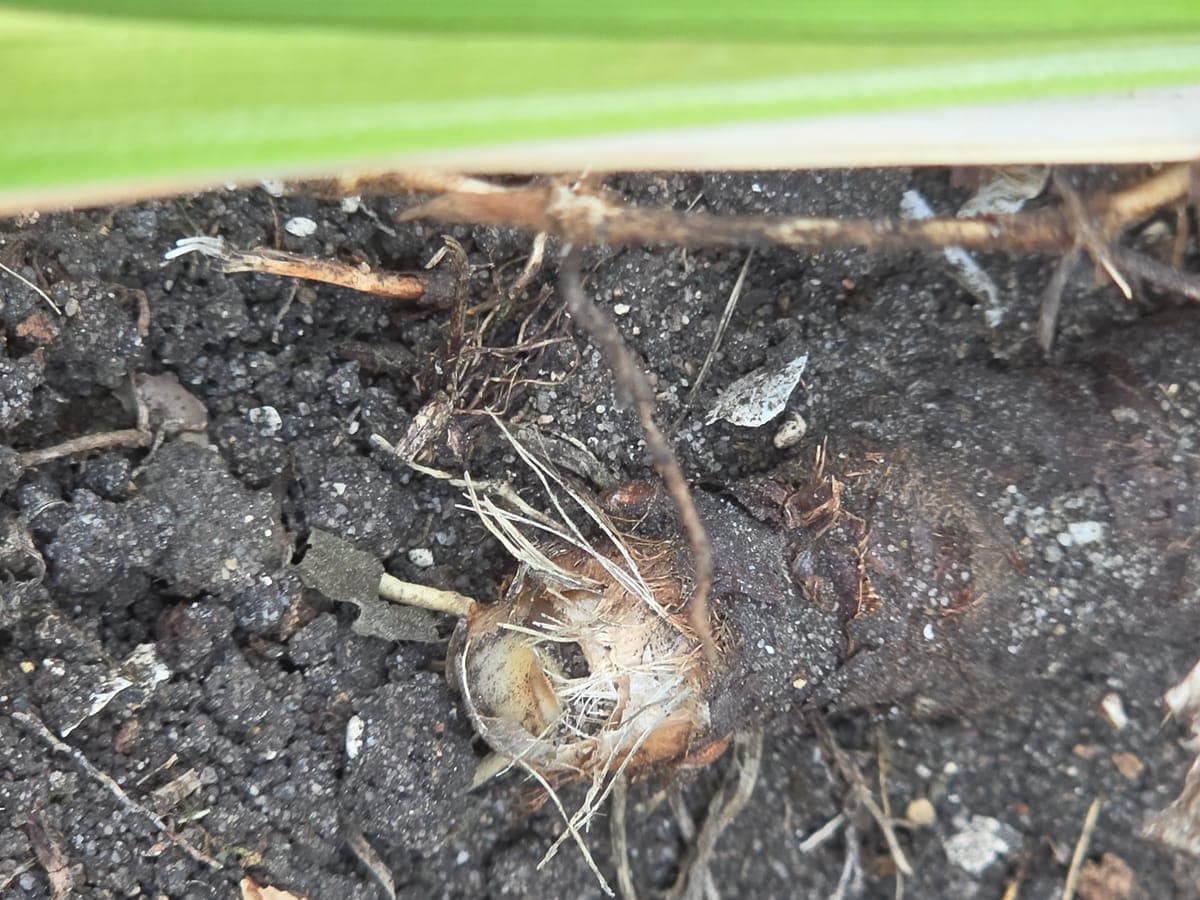 Rhizome d’iris affleurant le sol, avec ses racines dessous et les feuilles vertes qui en partent