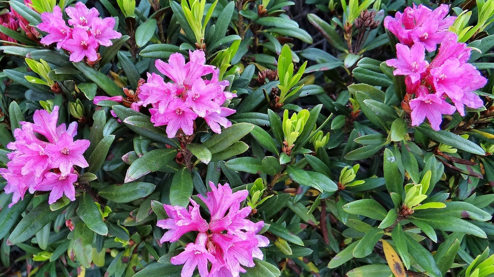Rhododendron ferrugineux en fleur dans le massif de la Vanoise. On l’appelle aussi « laurier-rose des Alpes », sans qu’il soit un laurier-rose. (Photo Ibex73, CC BY-SA 4.0.)