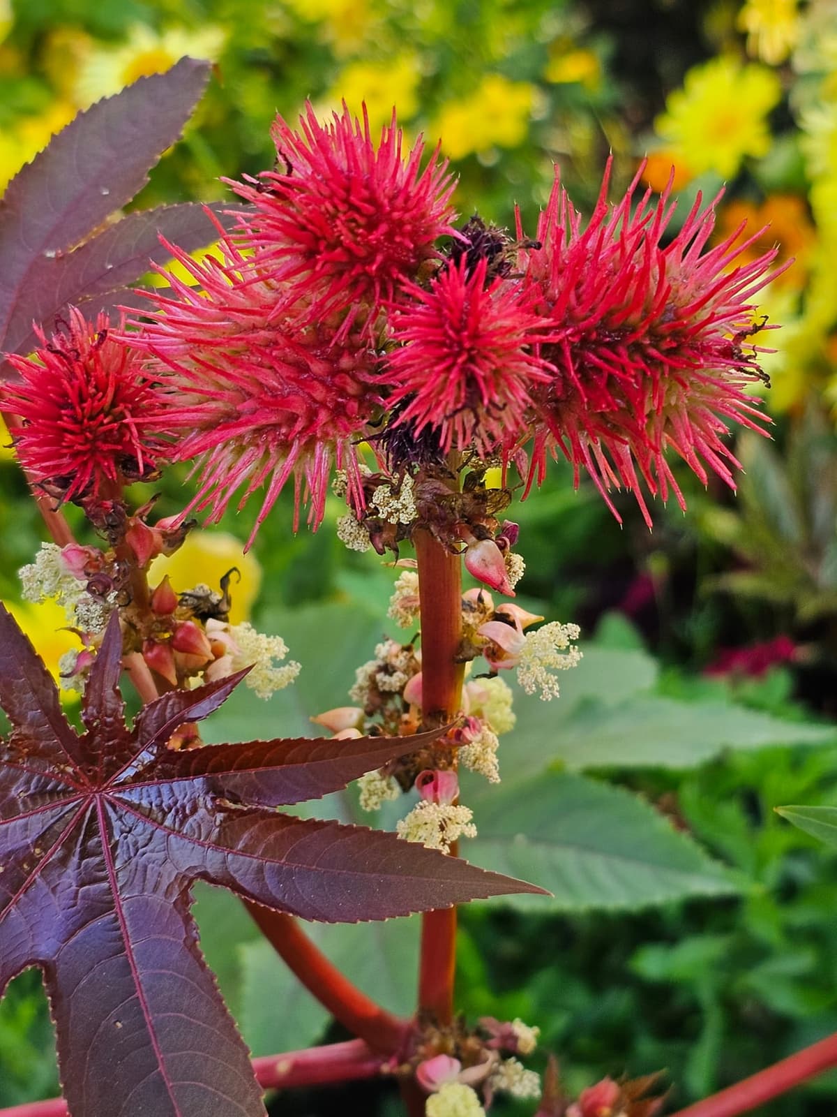 Ricin (Ricinus communis) : fruits épineux rouges, tige rougeâtre et feuille palmée pourpre