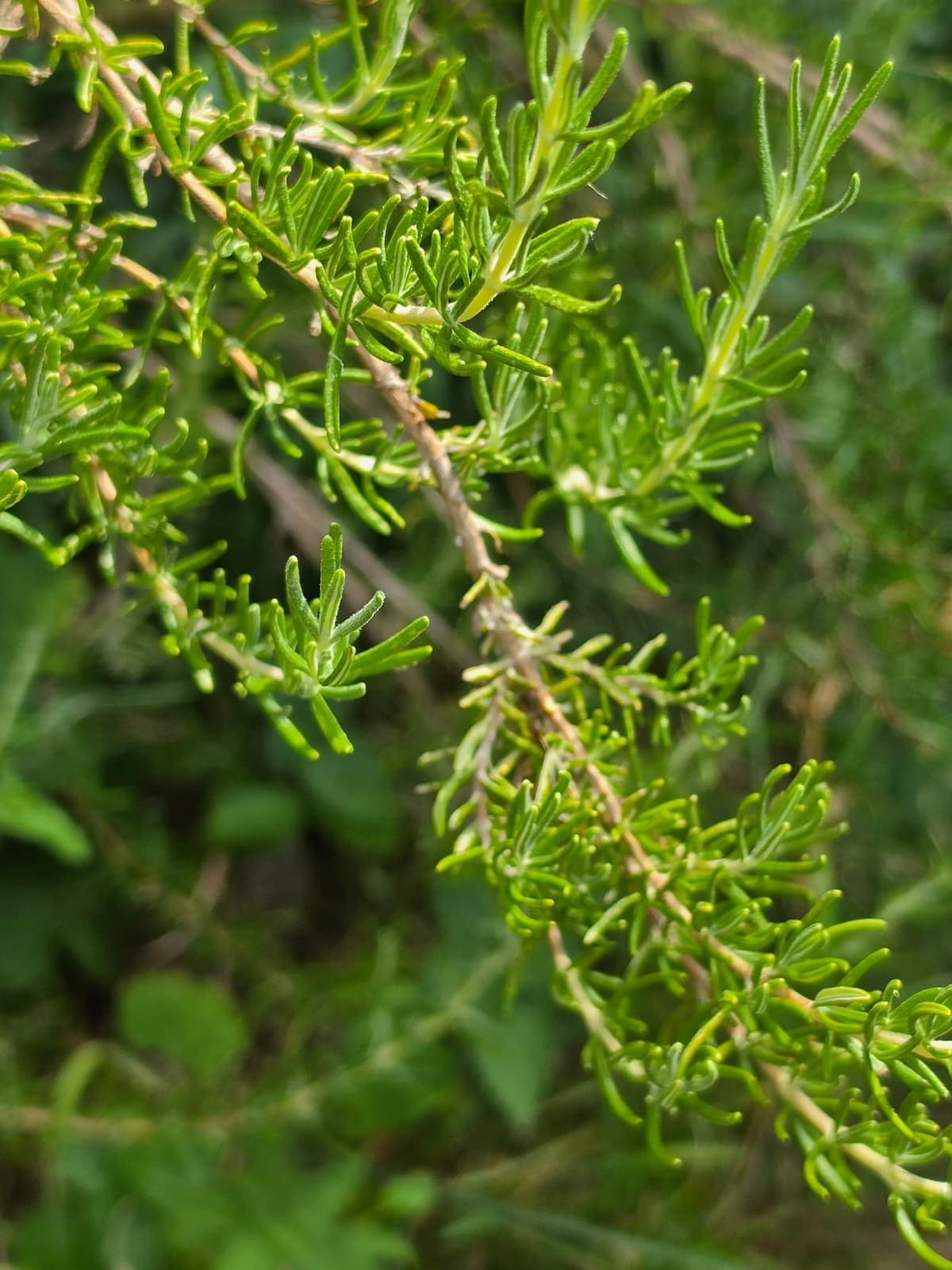 Rameau de romarin officinal (Rosmarinus officinalis) aux feuilles en fines aiguilles