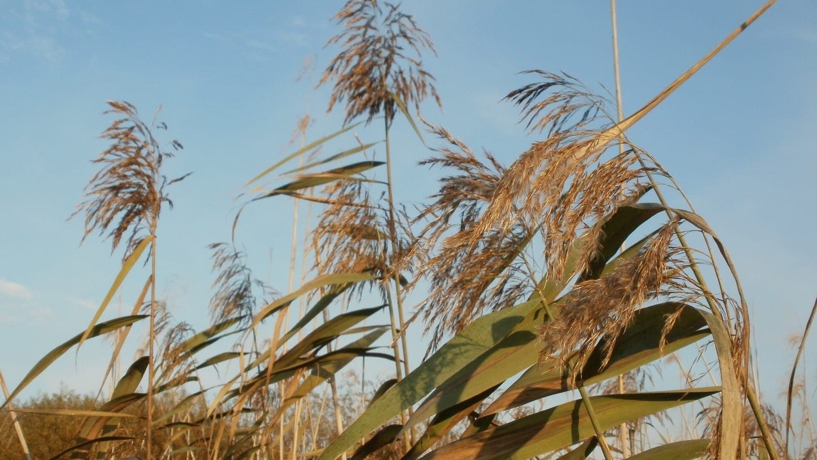 Les plumeaux du roseau commun contre le ciel d’automne. Le vrai roseau est une graminée, cousine du blé et du bambou. (Photo AnRo0002, domaine public.)