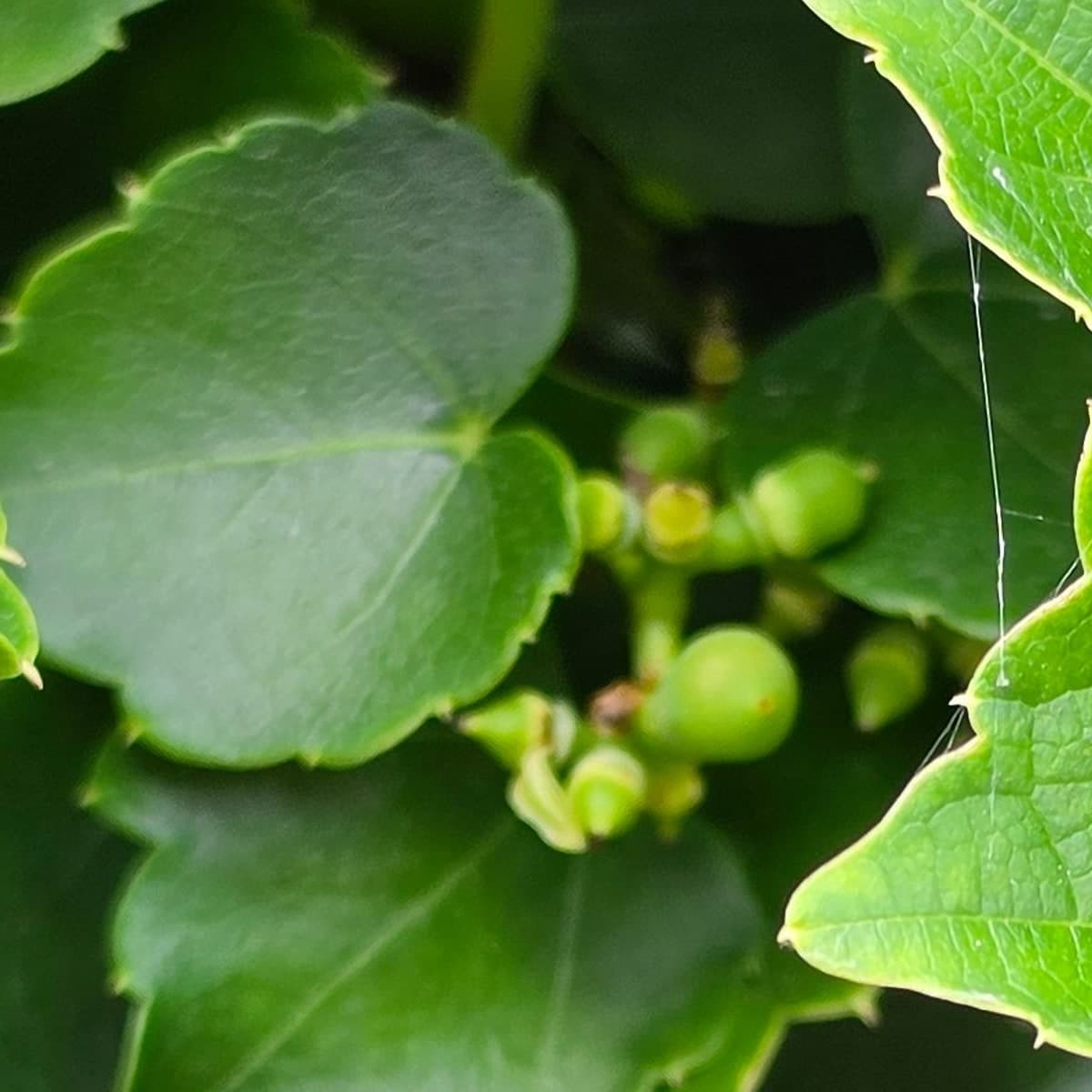 Petite grappe de fruits ronds encore verts de vigne vierge, portée par un pédoncule rougeâtre au milieu des feuilles