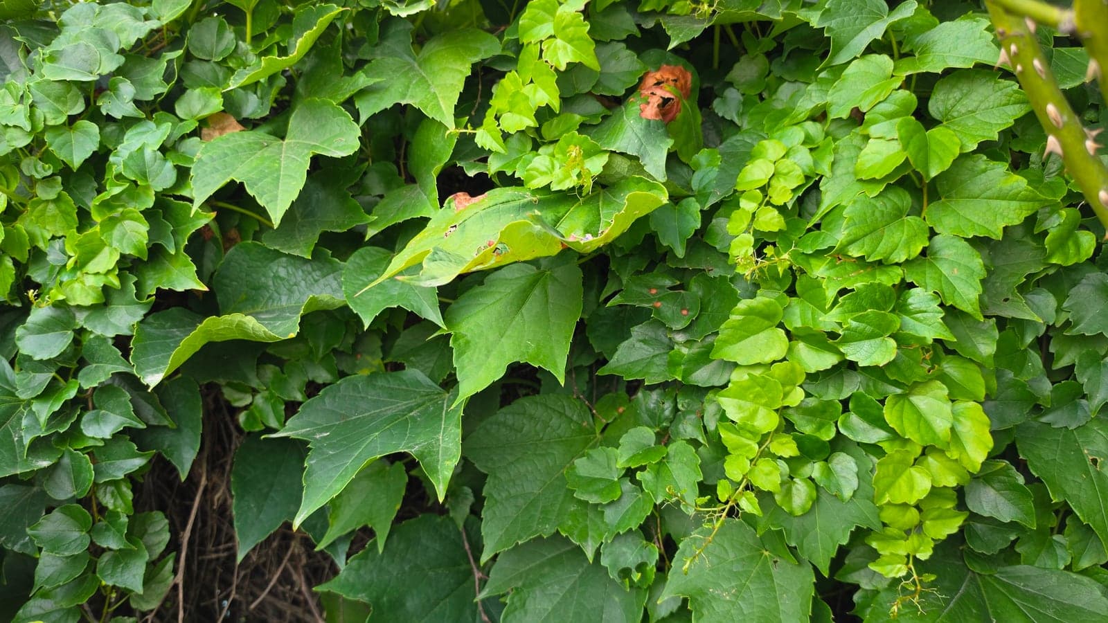 Mur couvert de vigne vierge : de larges feuilles simples à trois lobes, aux marges dentées, en août encore entièrement vertes. (Photo Manuel Ferreira.)