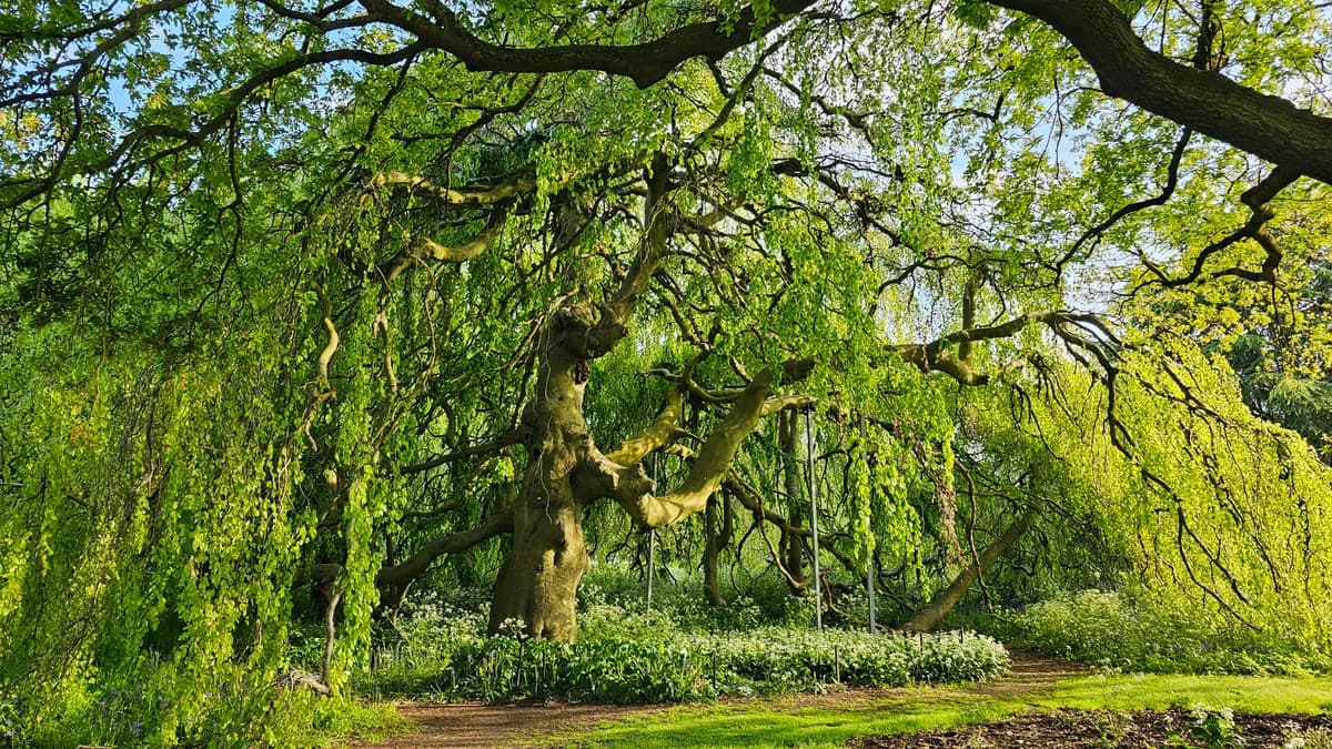 Vieux hêtre pleureur aux longues branches basses retombant jusqu’au sol, formant une voûte de feuillage clair au-dessus d’une allée