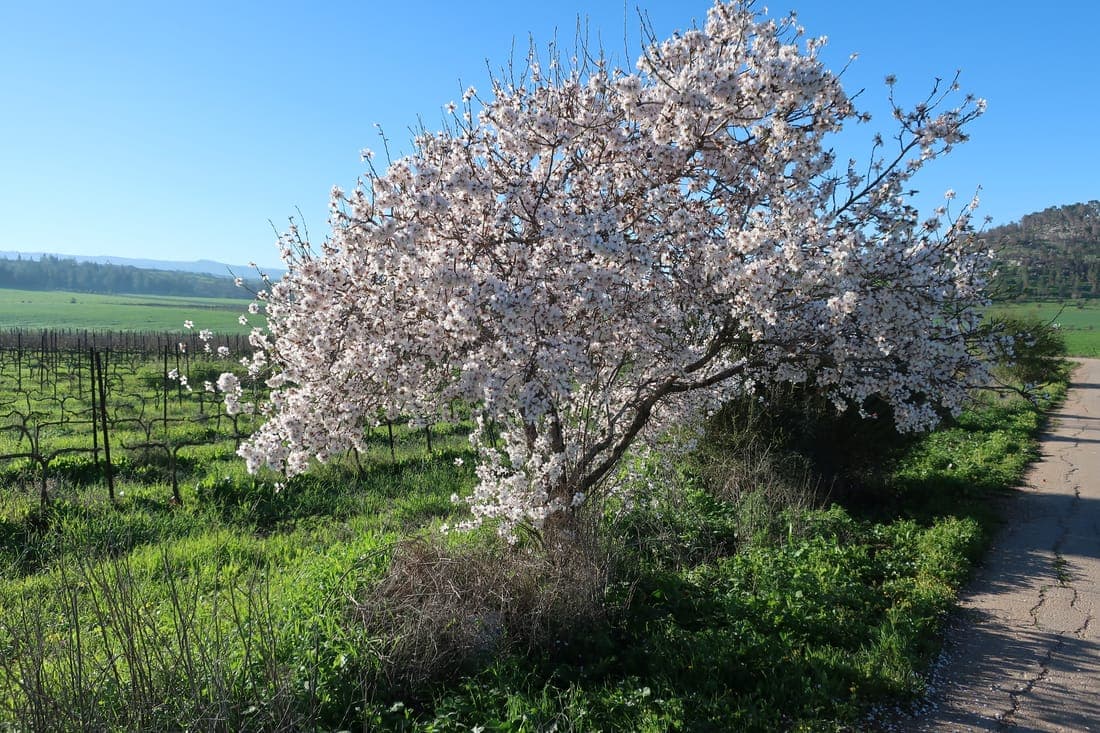 Amandier en fleurs blanches et roses