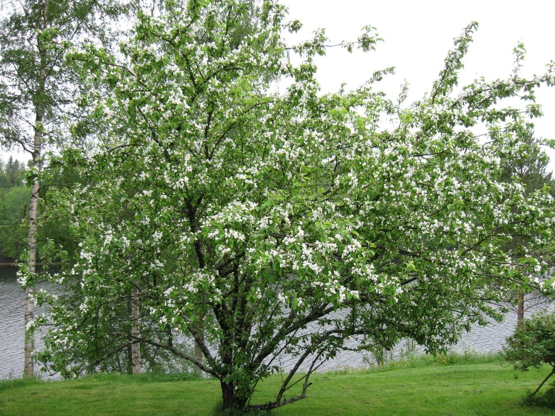 Pommier en fleurs dans un jardin