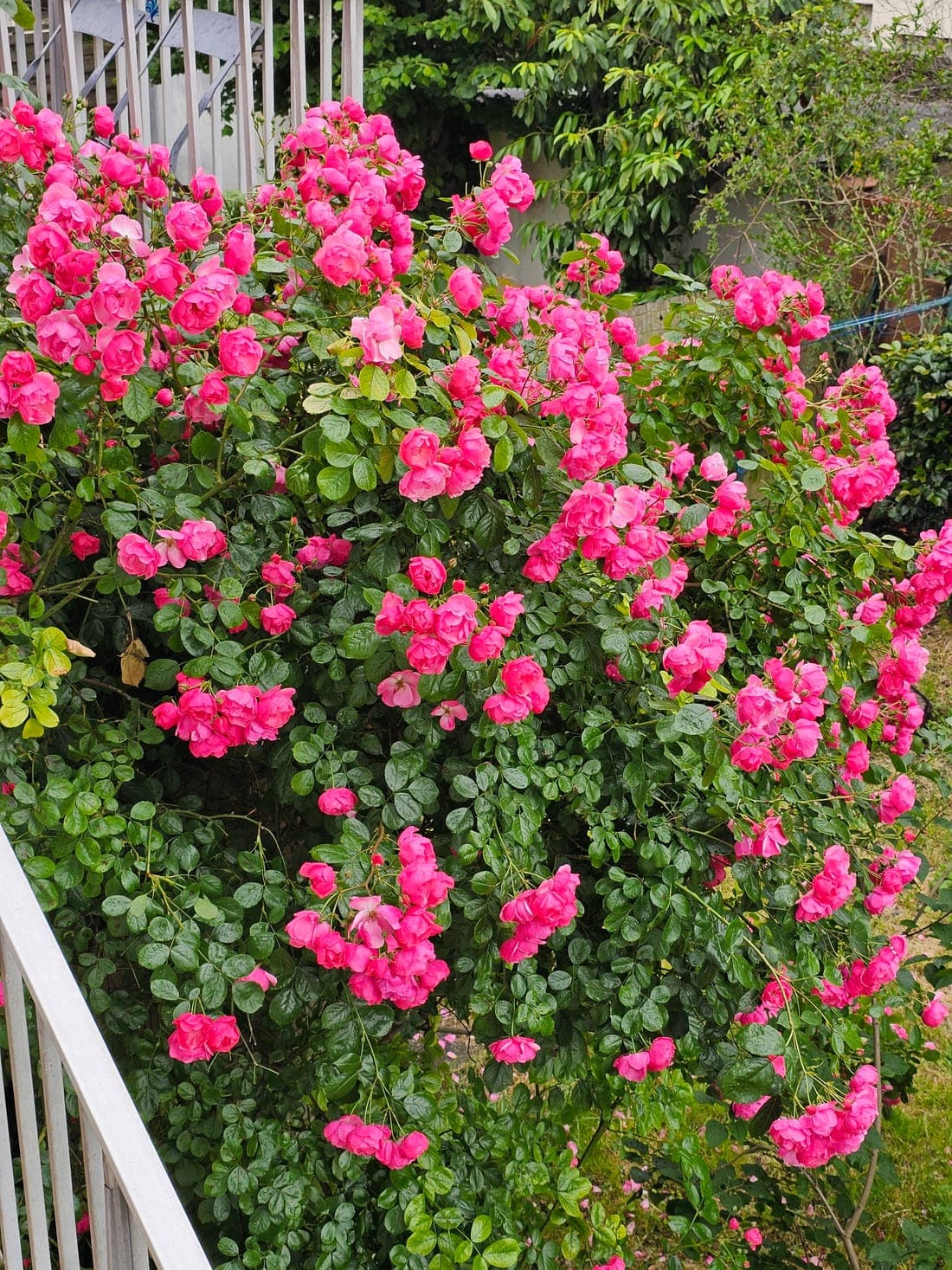 Rosier grimpant couvert de fleurs roses