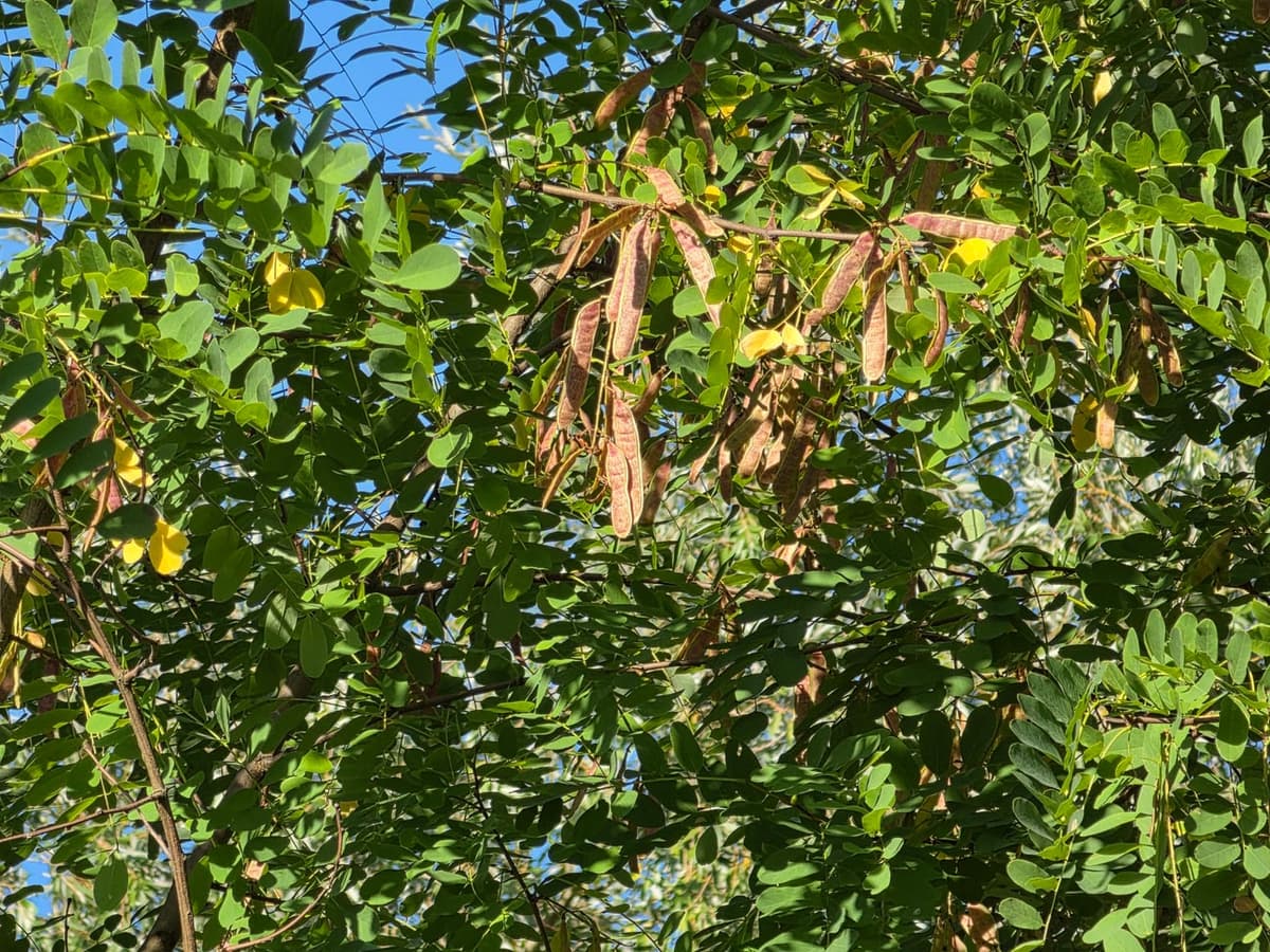Grappes de gousses brunes et sèches pendant parmi le feuillage penné vert du robinier faux-acacia