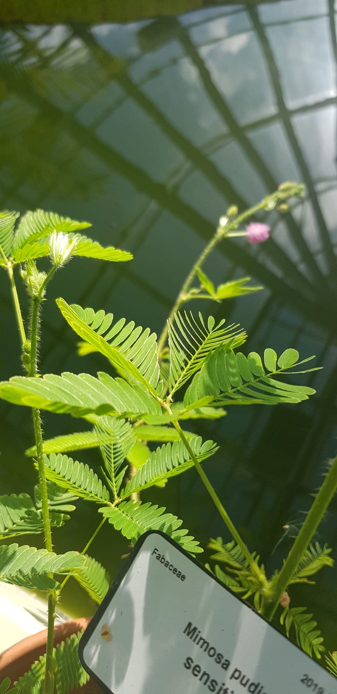 Mimosa pudica, la sensitive, aux feuilles bipennées et fleur rose