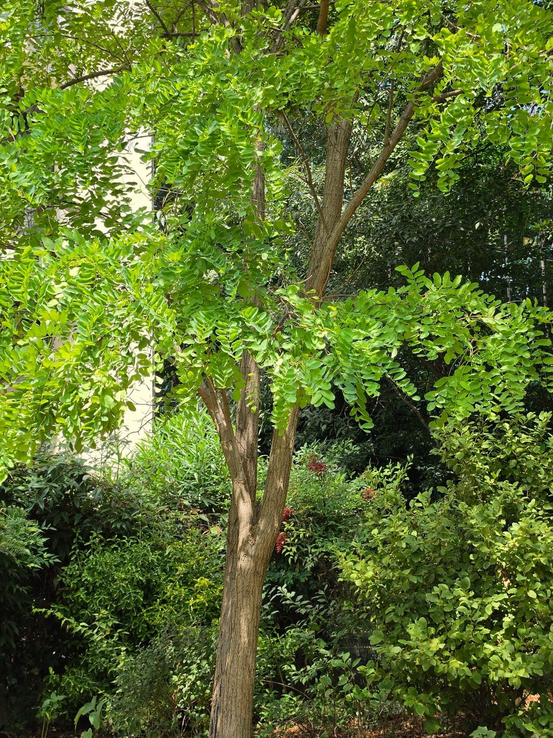 Feuillage penné du robinier faux-acacia, chaque axe portant une vingtaine de folioles ovales