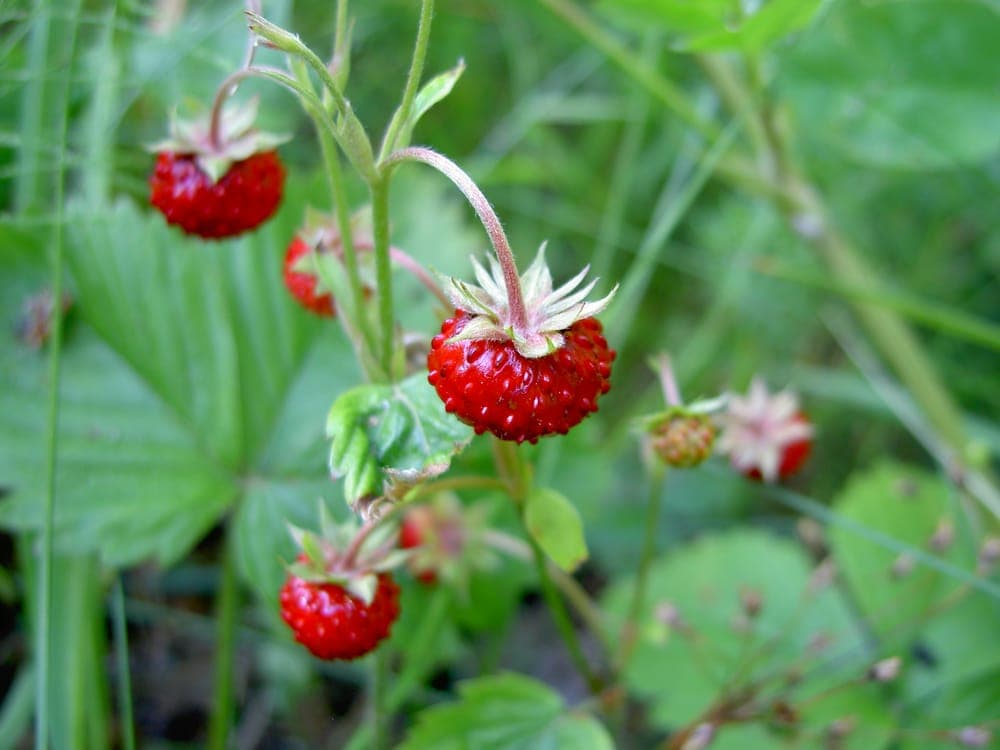 Gros plan d’une fraise des bois montrant ses petits akènes en surface