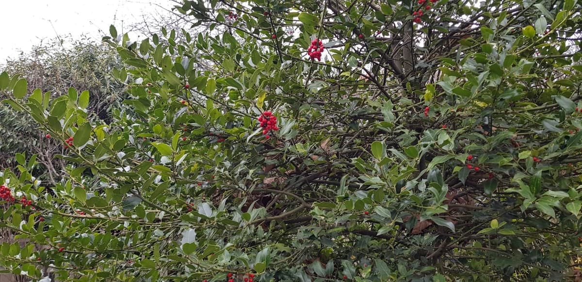Houx dense et ramifié dès le sol, sans tronc dominant, portant quelques baies rouges