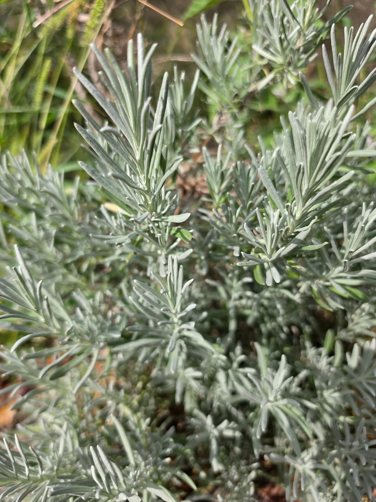 Touffe de lavande grise, dont on aperçoit la base ligneuse dénudée sous le feuillage