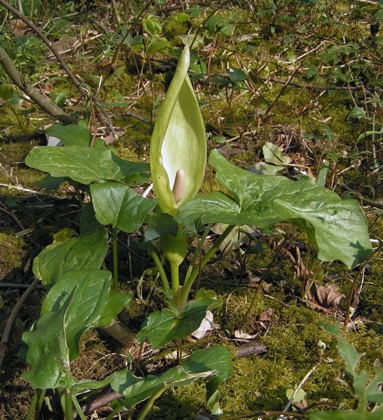 Inflorescence d’Arum maculatum : spathe pâle enroulée autour d’un spadice pourpre