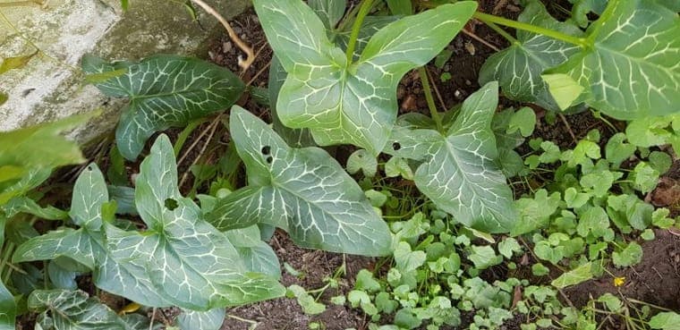 Feuilles sagittées et nervurées de l’arum tacheté (Arum maculatum)