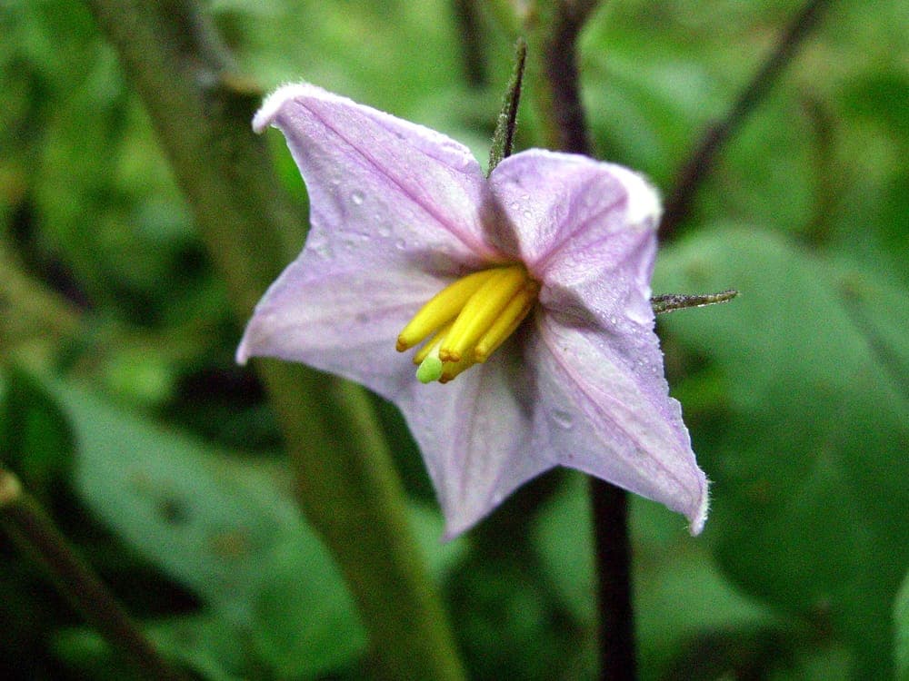 Fleur d’aubergine violette à étamines jaunes