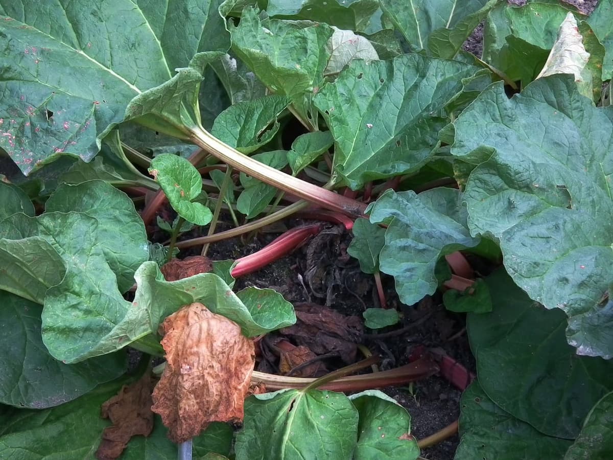 Touffe de rhubarbe montrant ses pétioles rouges et ses larges feuilles vertes