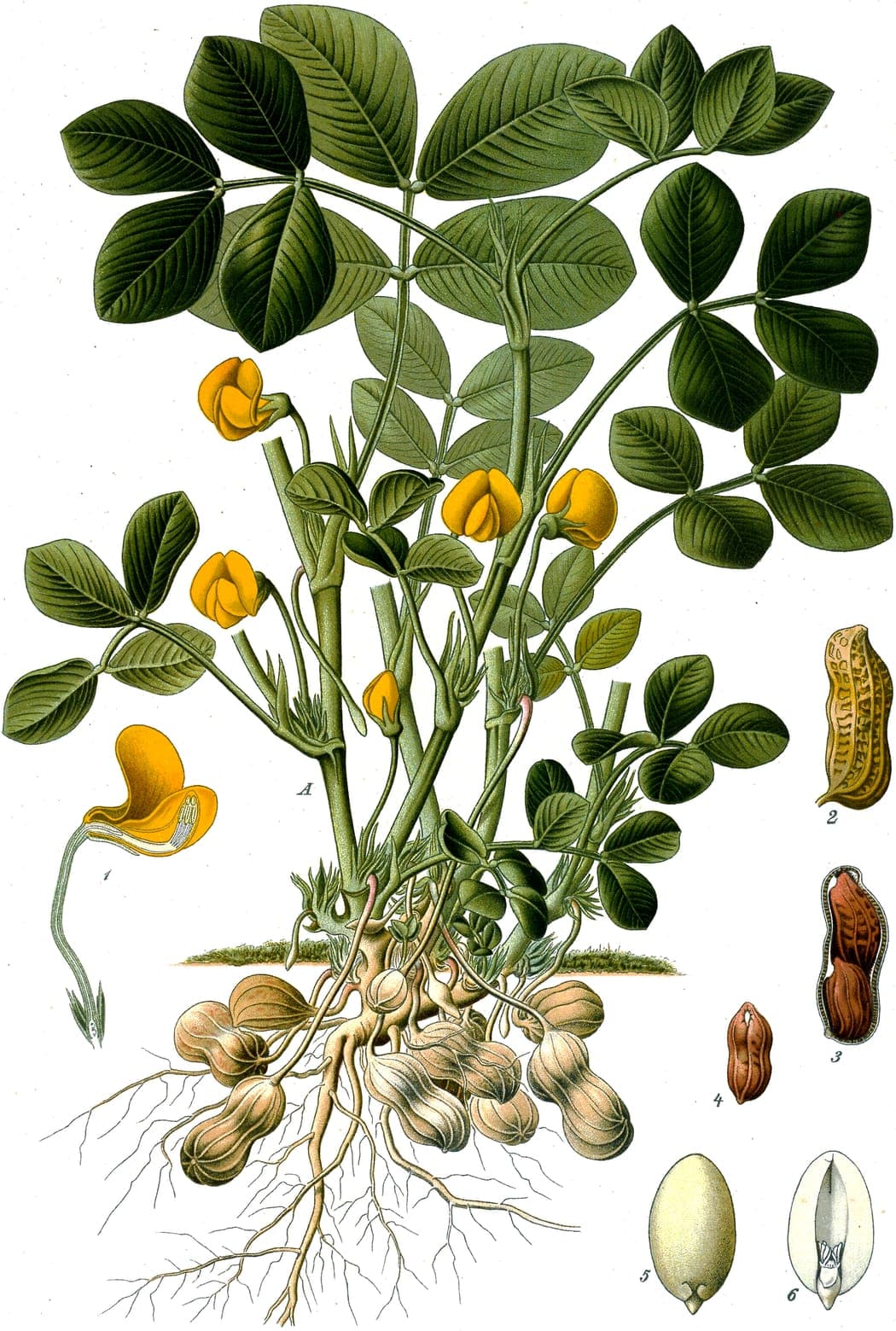 Planche botanique du pied de cacahuète : fleurs jaunes au-dessus du sol, gousses sous la ligne de terre au bout de leurs pédoncules