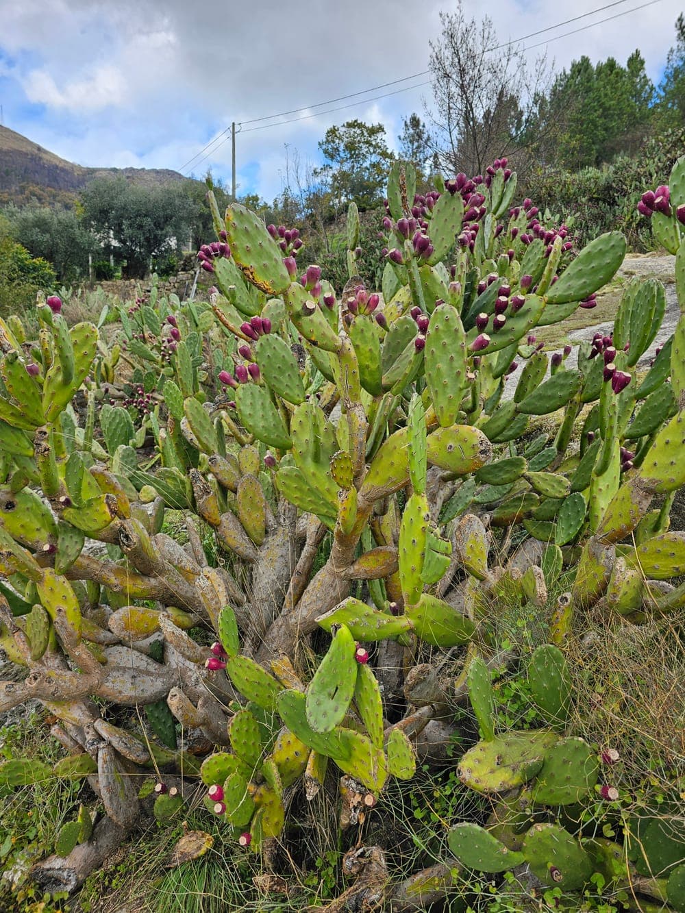 Gros plan d’un cactus et de ses épines sur les aréoles