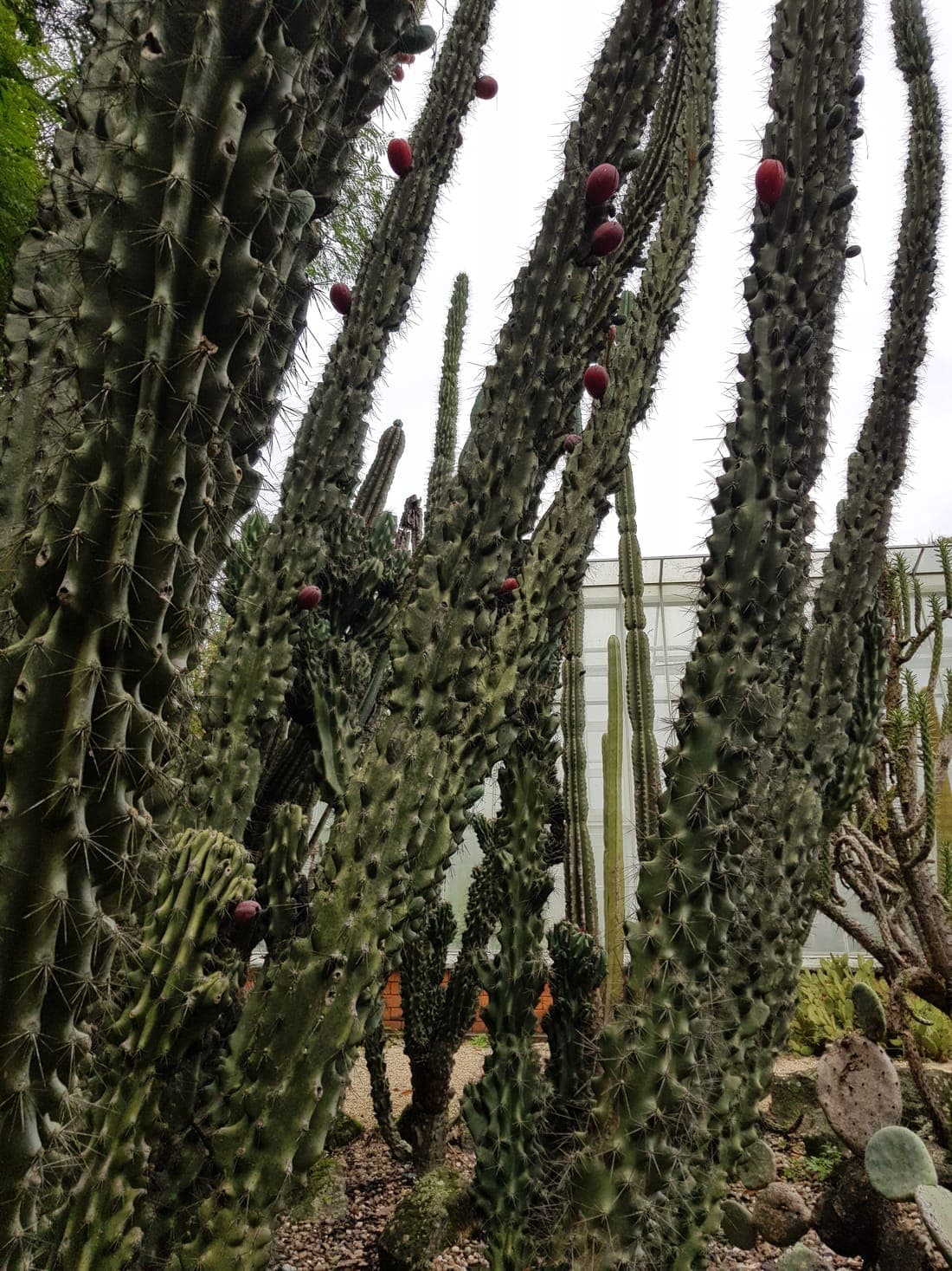 Cactus variés dans un jardin botanique