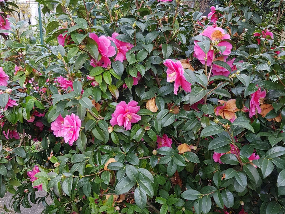 Camélia couvert de fleurs roses à nombreux pétales, quelques étamines jaunes restant visibles au cœur de certaines