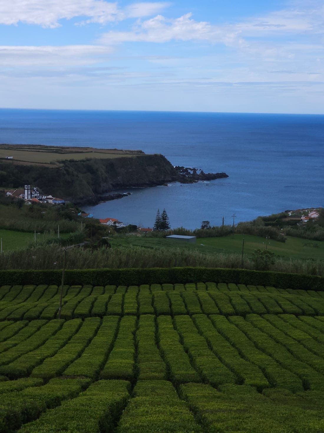 Plantation de thé en rangs au-dessus d’une baie, île de São Miguel aux Açores, avec le village et l’océan au fond
