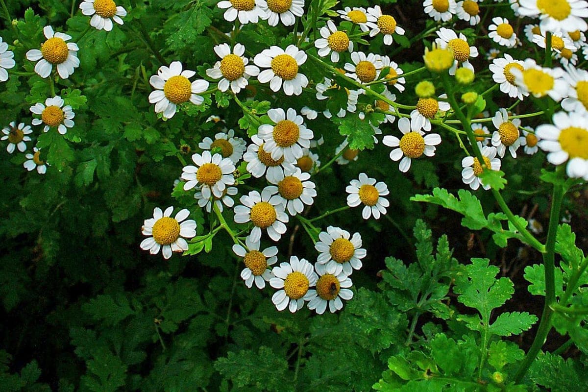Grande camomille (Tanacetum parthenium), ou partenelle : fleurs à ligules courtes et feuillage large et lobé, façon chrysanthème
