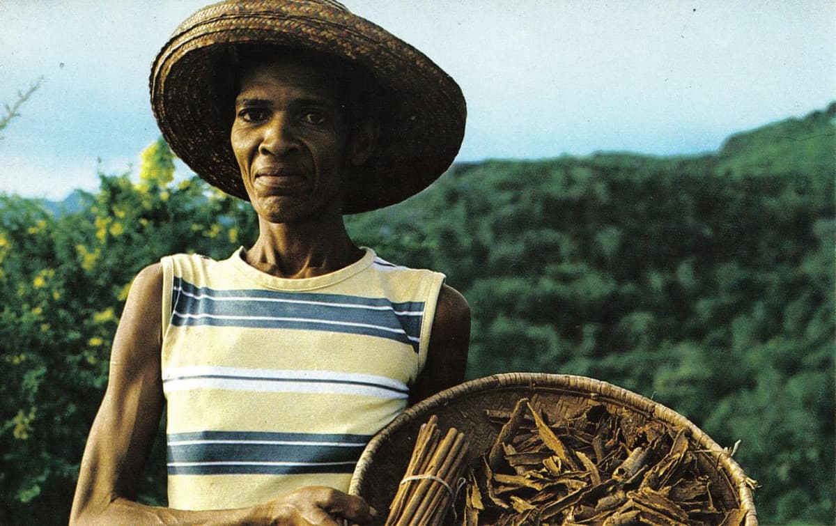 Aux Seychelles, une fabricante de cannelle tient un panier de bâtons roulés et de morceaux d’écorce grattée
