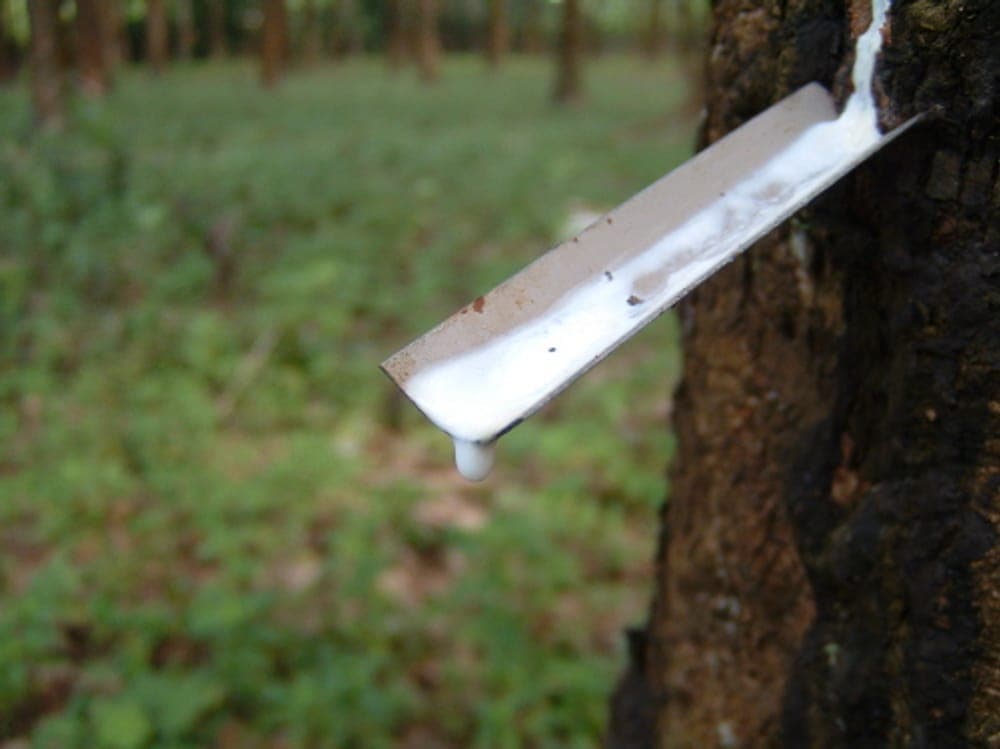Latex blanc s’écoulant d’une entaille pratiquée dans l’écorce d’un hévéa