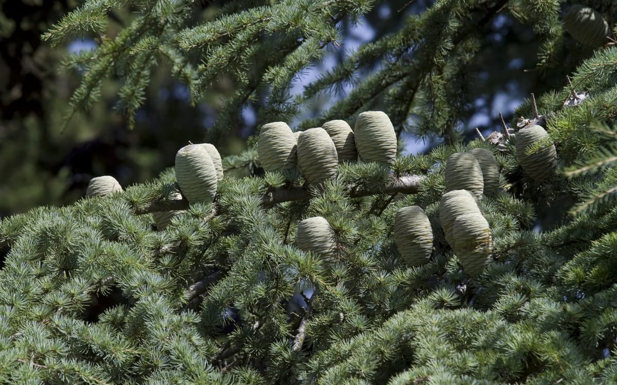 Cônes dressés en tonneaux d’un cèdre (Cedrus), sur les rameaux
