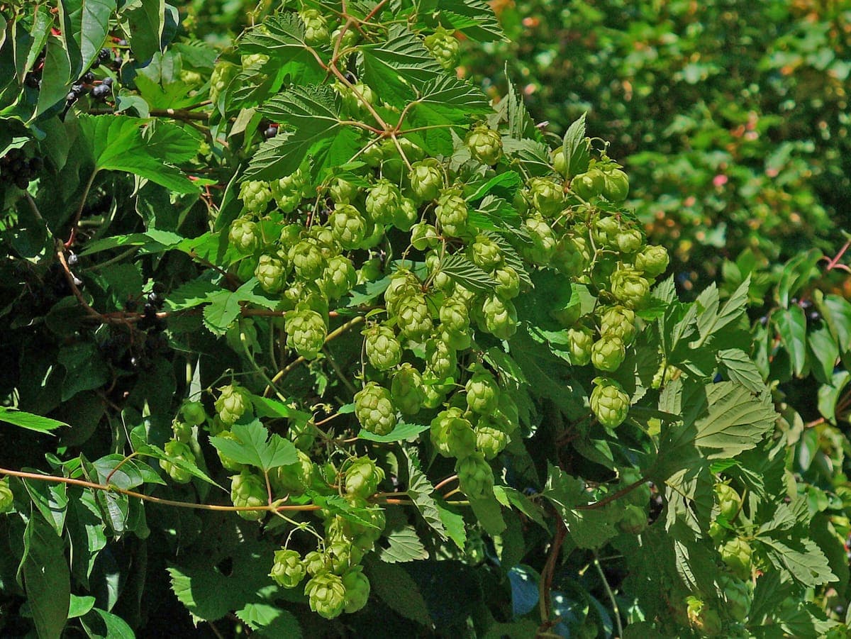 Cônes verts de houblon (Humulus lupulus), le plus proche cousin du chanvre