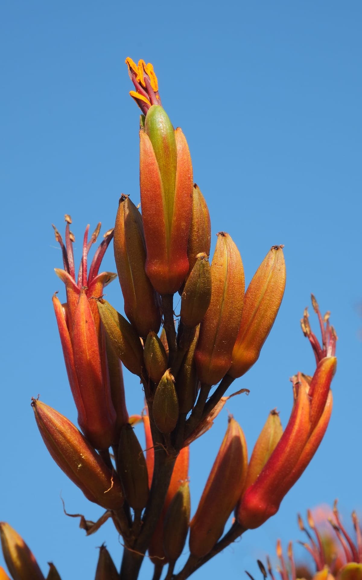 Hampe florale de Phormium tenax, le « chanvre de Nouvelle-Zélande », contre un ciel bleu