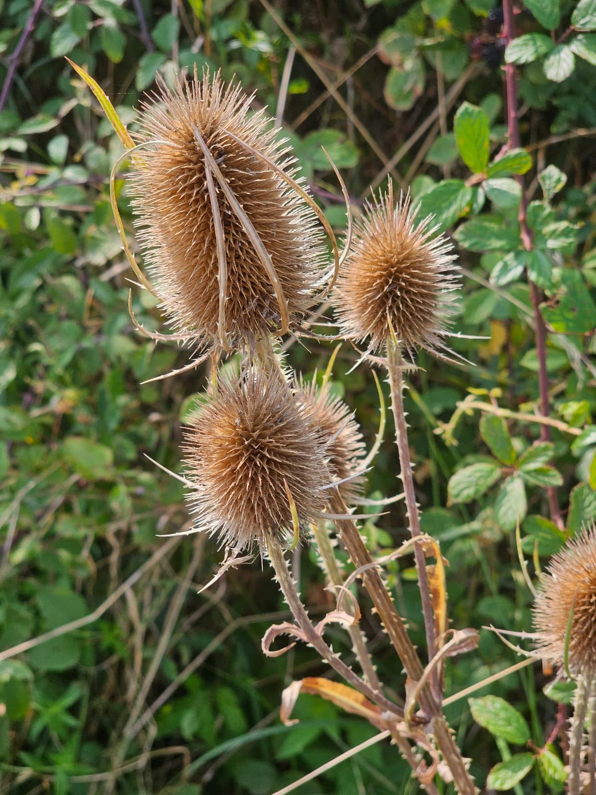 Capitules secs et hérissés d’une cardère (Dipsacus) en forme d’œufs épineux au bout de tiges raides