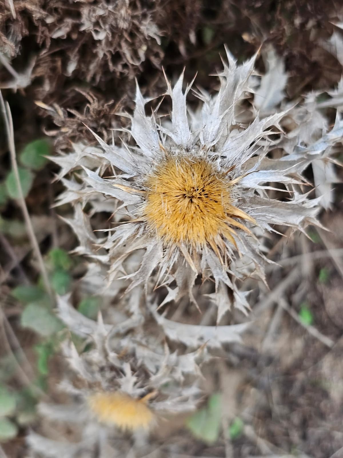 Capitule sec et argenté d’une carline (Carlina) : bractées pointues en étoile autour d’un cœur doré de fleurons