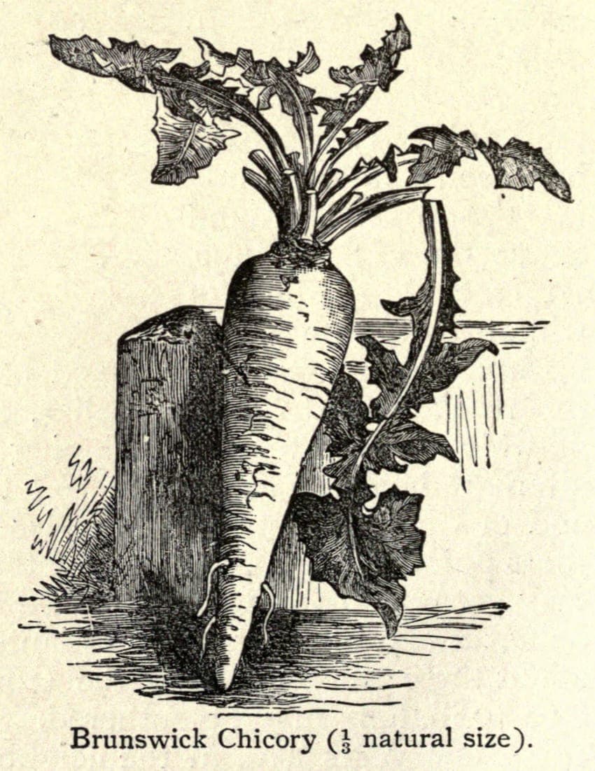 Planche botanique de la chicorée à café : la plante et sa grosse racine pivotante