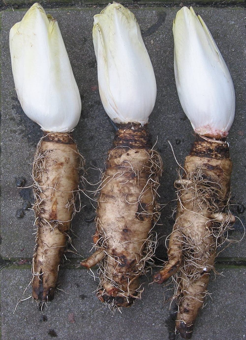 Trois endives (chicons) blanches encore attachées à leur racine de chicorée
