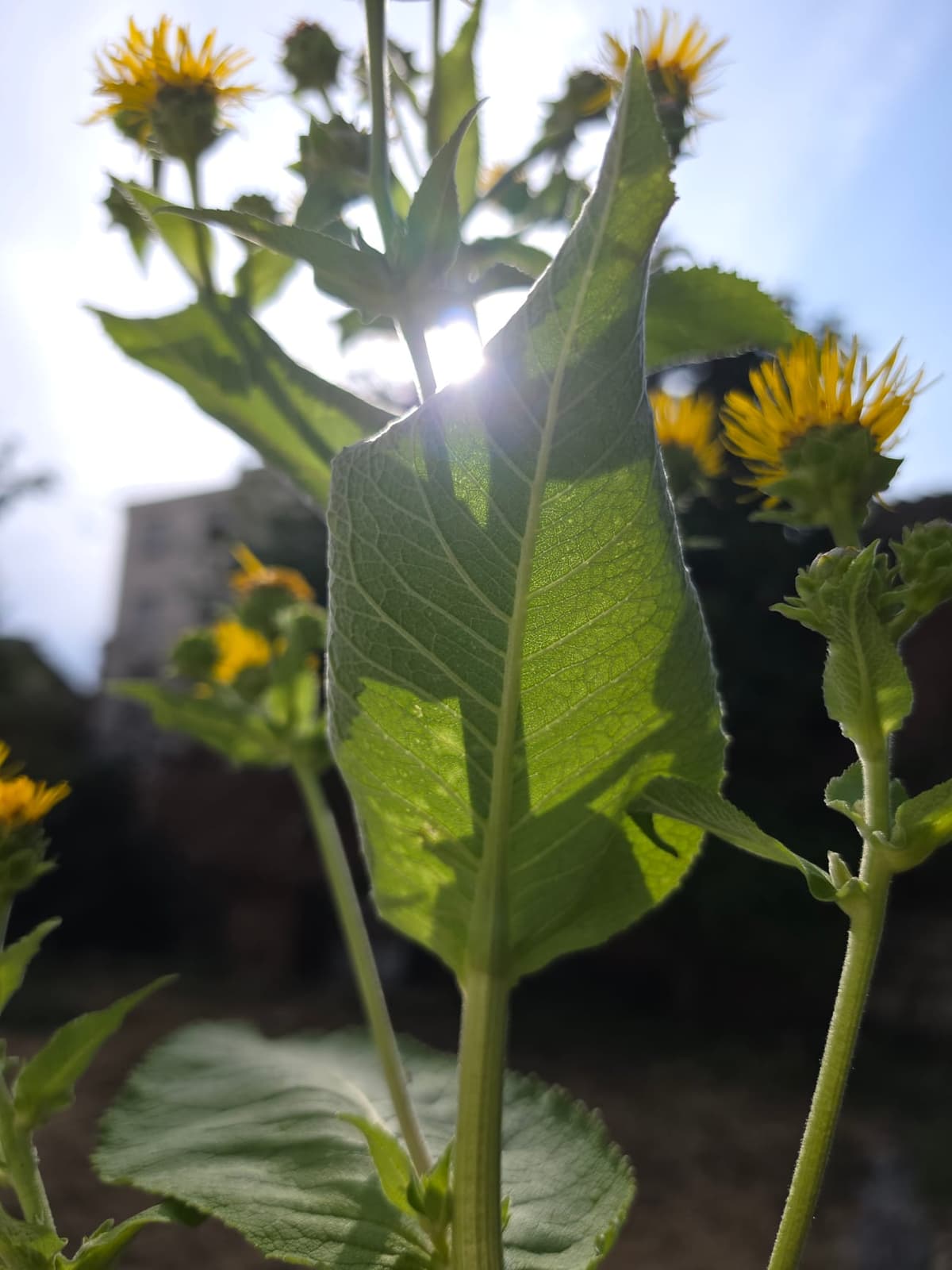 Pied d’aunée à contre-jour, feuille éclairée par le soleil et capitules jaunes autour