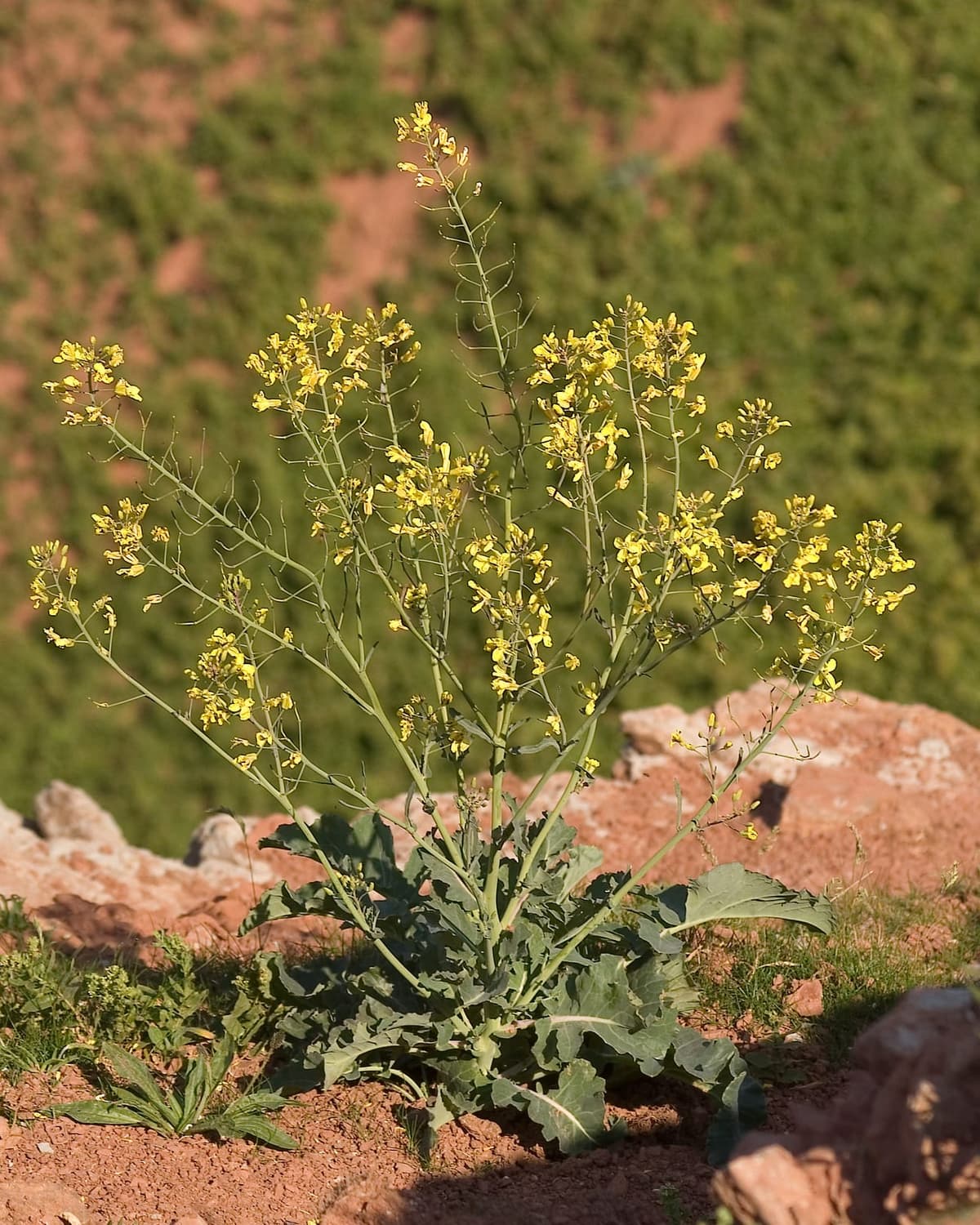 Un chou sauvage poussant sur une falaise maritime : une plante à feuilles épaisses et lâches, sans pomme ni fleur remarquable