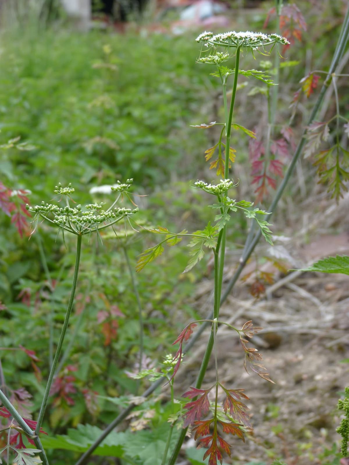 Petite ciguë (Aethusa cynapium) : ombelles blanches et longues bractéoles pendantes sous les ombellules