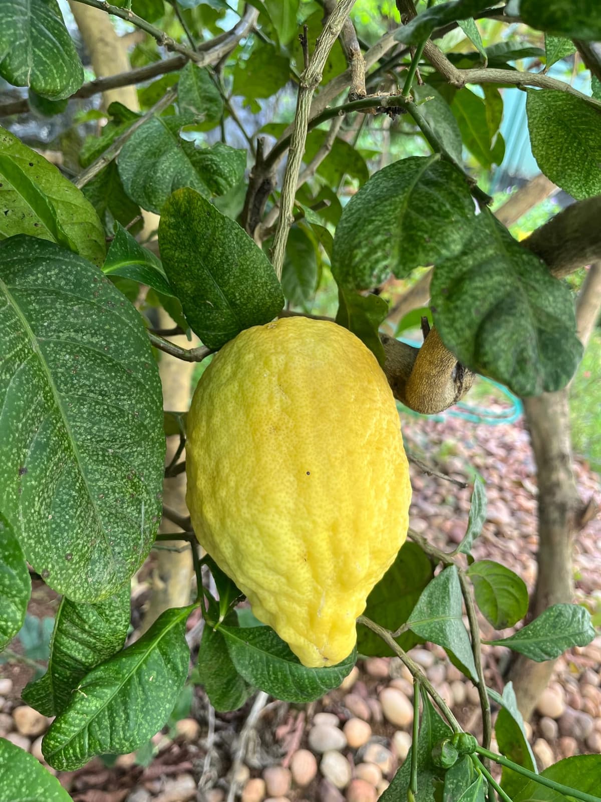 Cédrat (Citrus medica), gros fruit jaune bosselé à écorce épaisse, sur son arbre