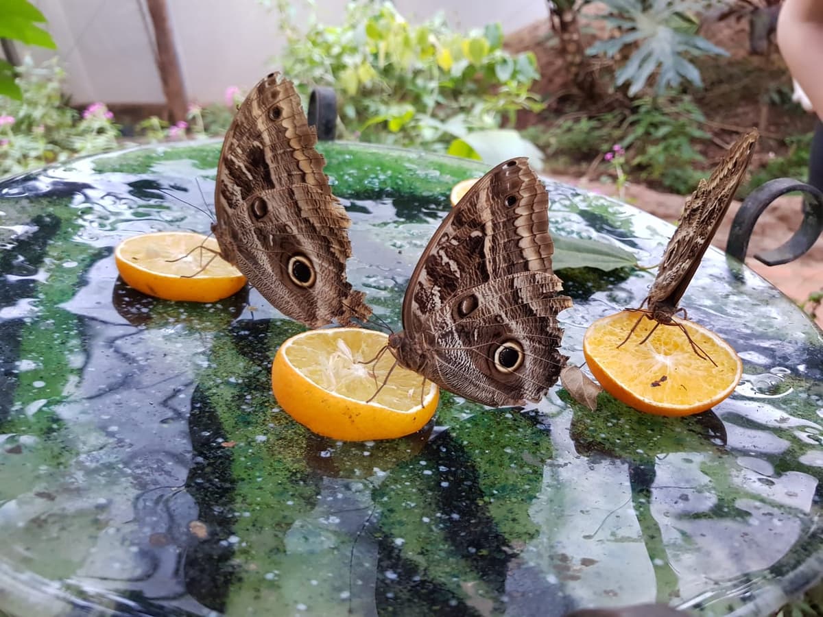 Papillons Caligo posés sur des demi-oranges, montrant la chair en quartiers gorgés de jus