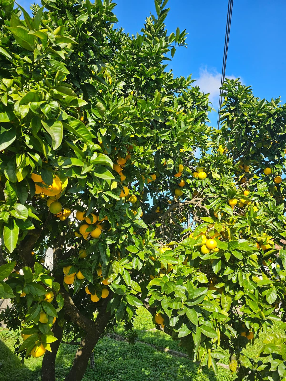 Oranger chargé d’oranges mûres sur fond de ciel bleu