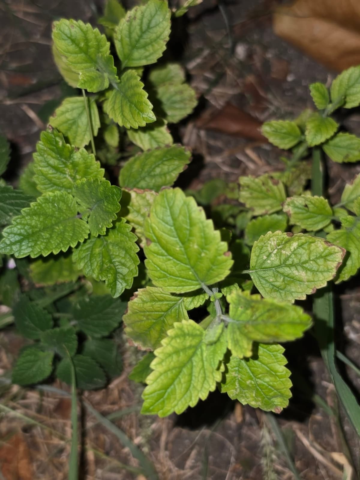 Feuillage de mélisse (Melissa officinalis), feuilles opposées, gaufrées et dentées