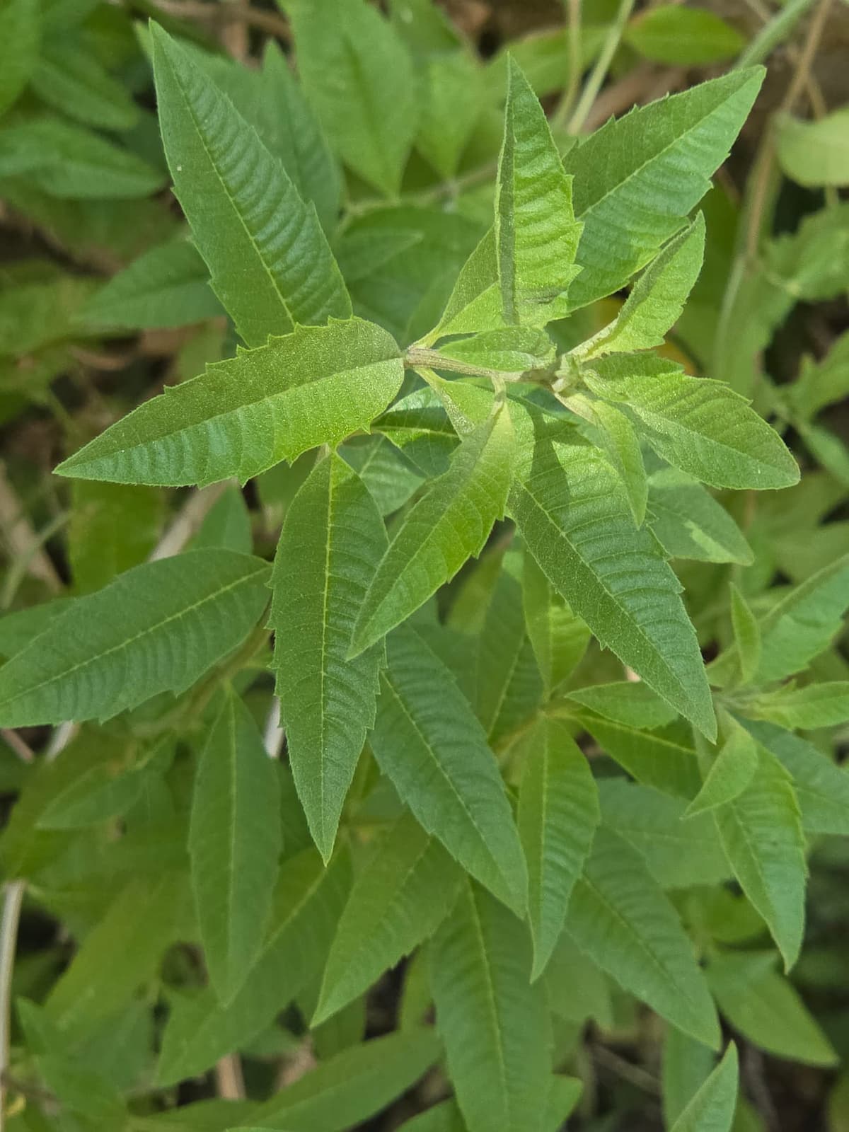 Feuilles lancéolées de verveine citronnée (Aloysia citriodora), disposées en verticilles