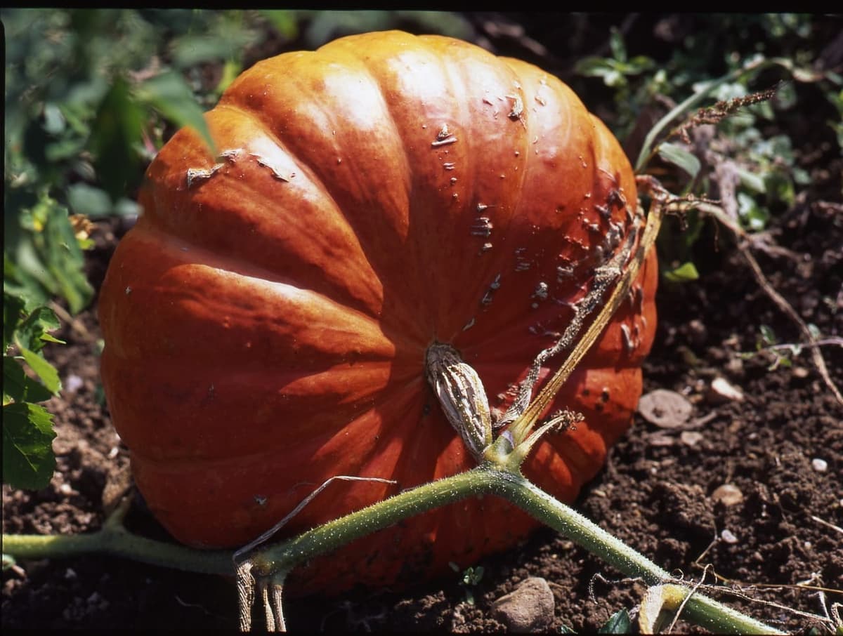 Un potiron rouge-orangé aplati et côtelé (Cucurbita maxima) au champ, relié à sa tige