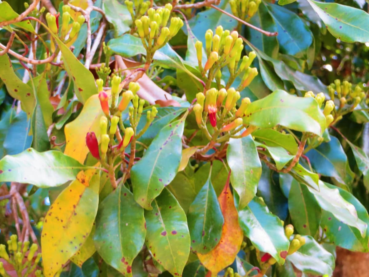 Branche de giroflier (Syzygium aromaticum) portant des grappes de boutons floraux verts et rosés
