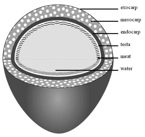 Schéma en coupe d’une noix de coco montrant exocarpe, mésocarpe, endocarpe, testa, chair et eau
