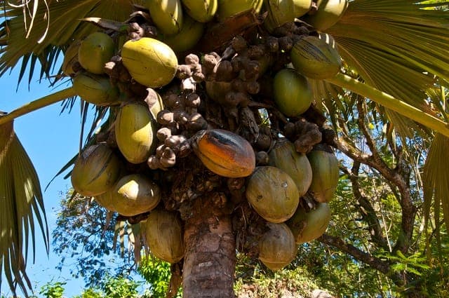 Palmier coco de mer (Lodoicea maldivica) chargé de ses grosses graines doubles, aux Seychelles