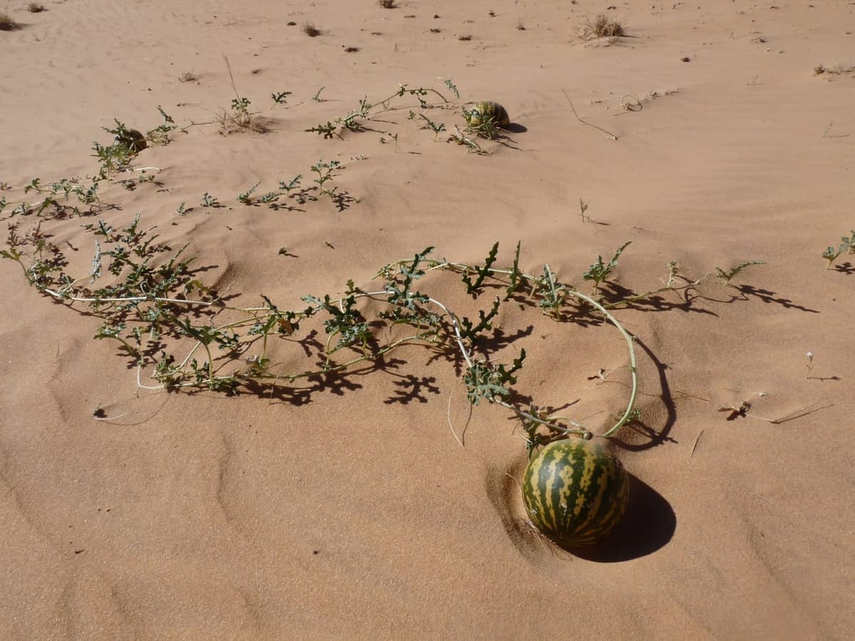 Une coloquinte sauvage dans le désert de l’Adrar, en Mauritanie : une tige rampant sur le sable et un fruit rond rayé de vert et de jaune, semblable à une petite pastèque